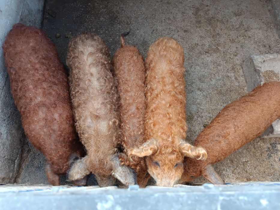 Поросята мангалиця