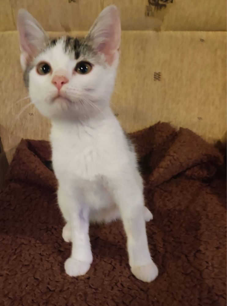 Mruczek szuka domu  kot koty kociaki do adopcji oddam za darmo