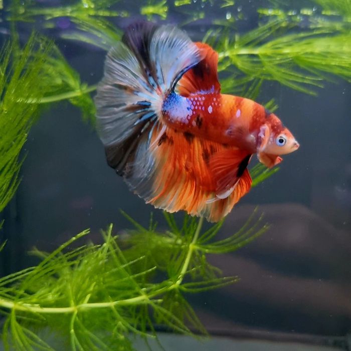 Bojownik HM nemo