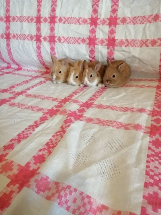 Króliczki karzełki, króliczki miniaturki