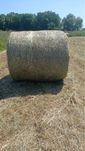 Siano 120x120 zapisy 2025