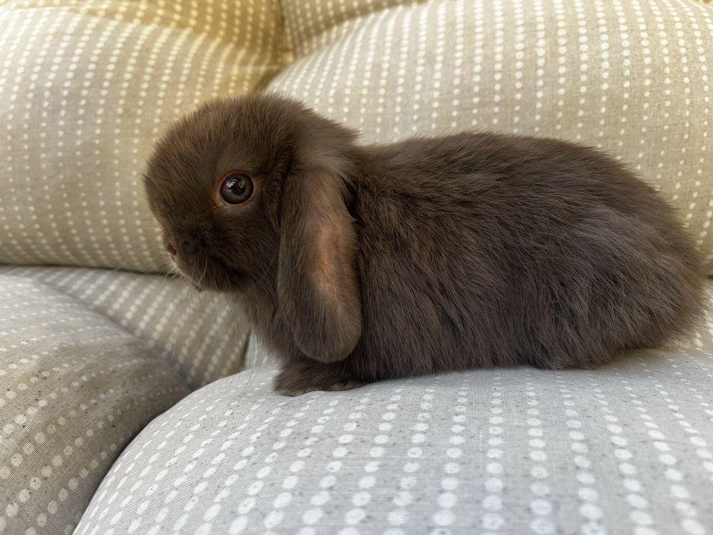 Samczyk mini lop