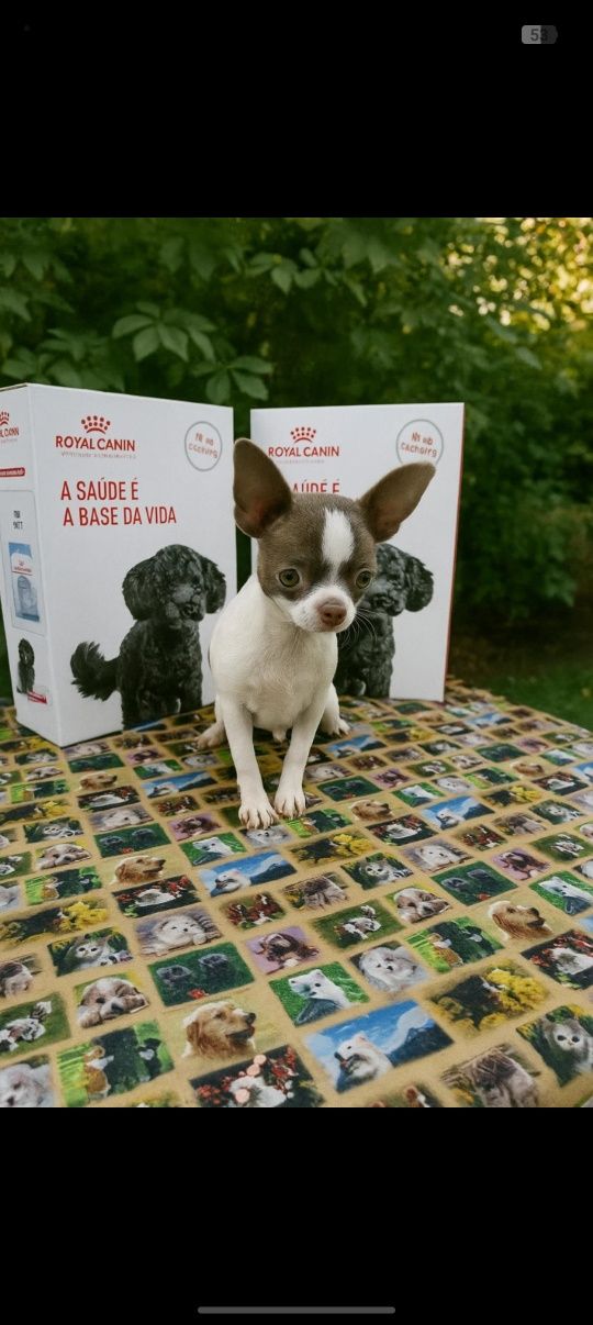 Chihuahua menino lindo