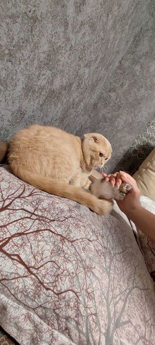 Гарний вислоухий  котик чекає дівчинку на в'язку