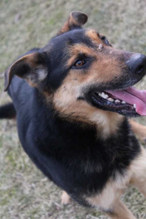 001270 Super przyjazny psiak - do adopcji