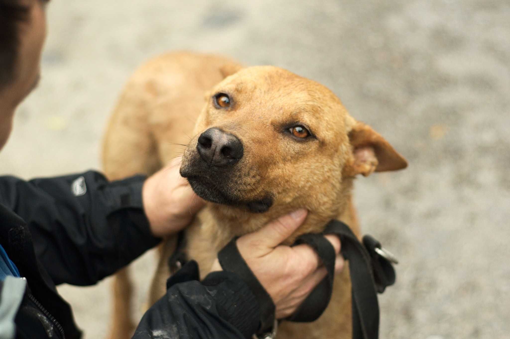 SZANOR - cudowny łagodny psiak poleca się do adopcji