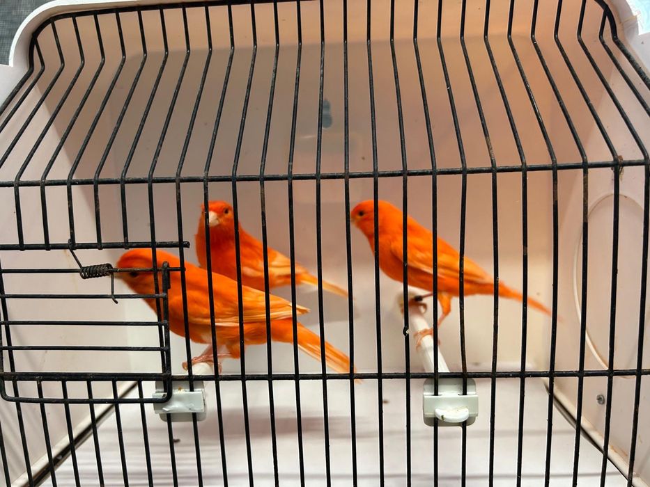 Canários vermelhos
