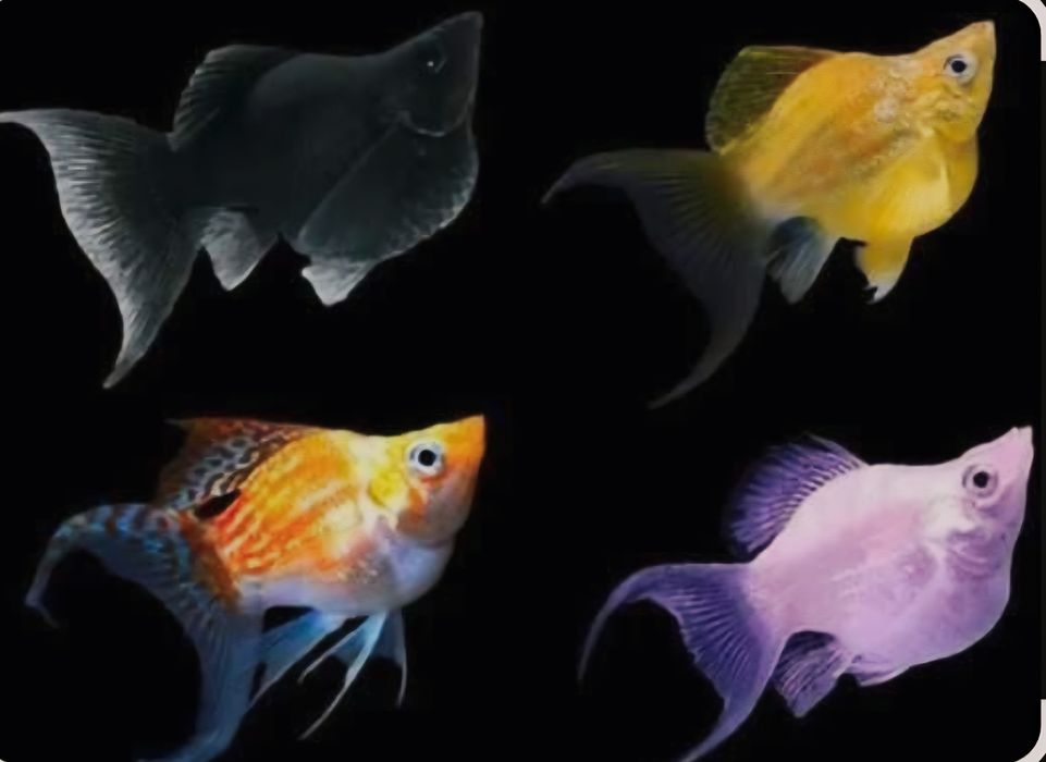 Molinezja Balonowa mix barw