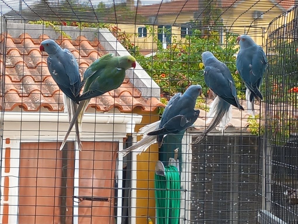Casais de ring neck cc's