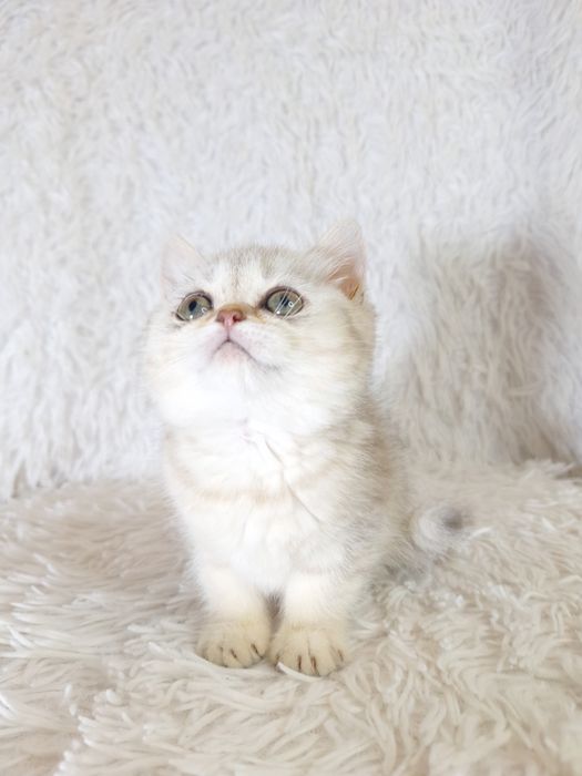 Шотландська срібляста шиншила