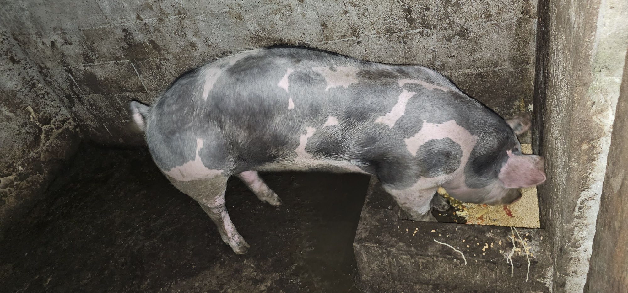 Porca raça Pietrain