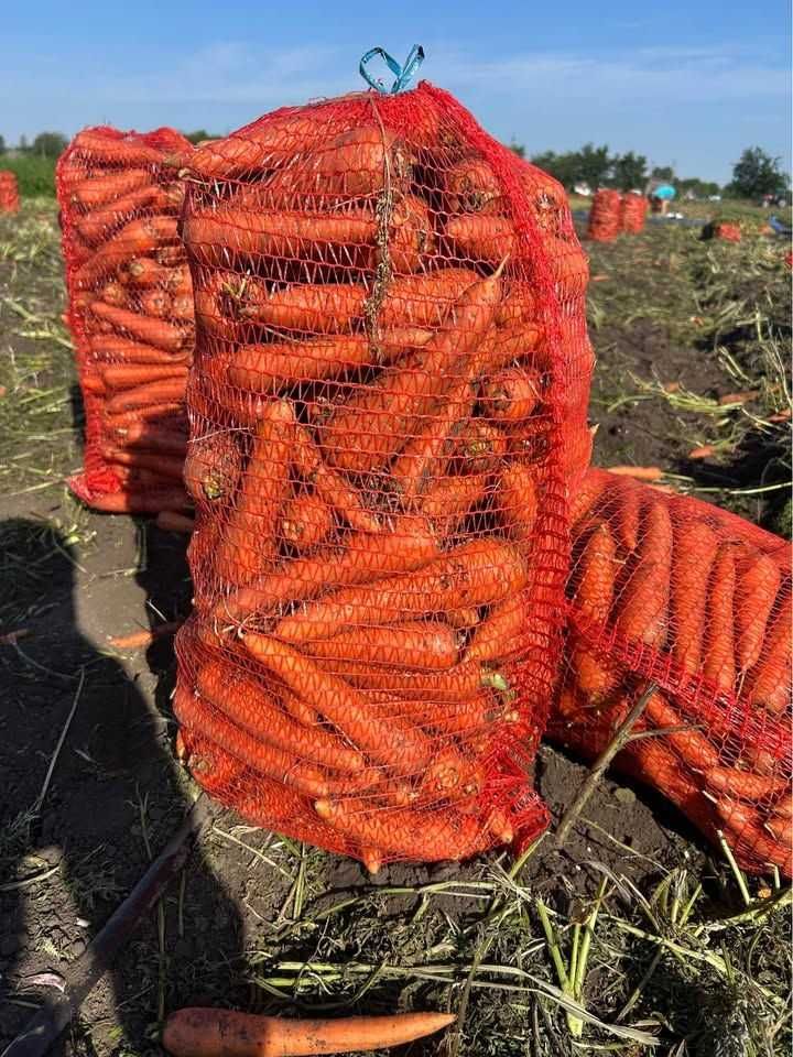 Продам буряк, моркву, помідори