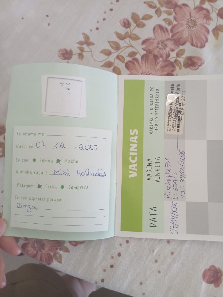 Mini holandês vacinado