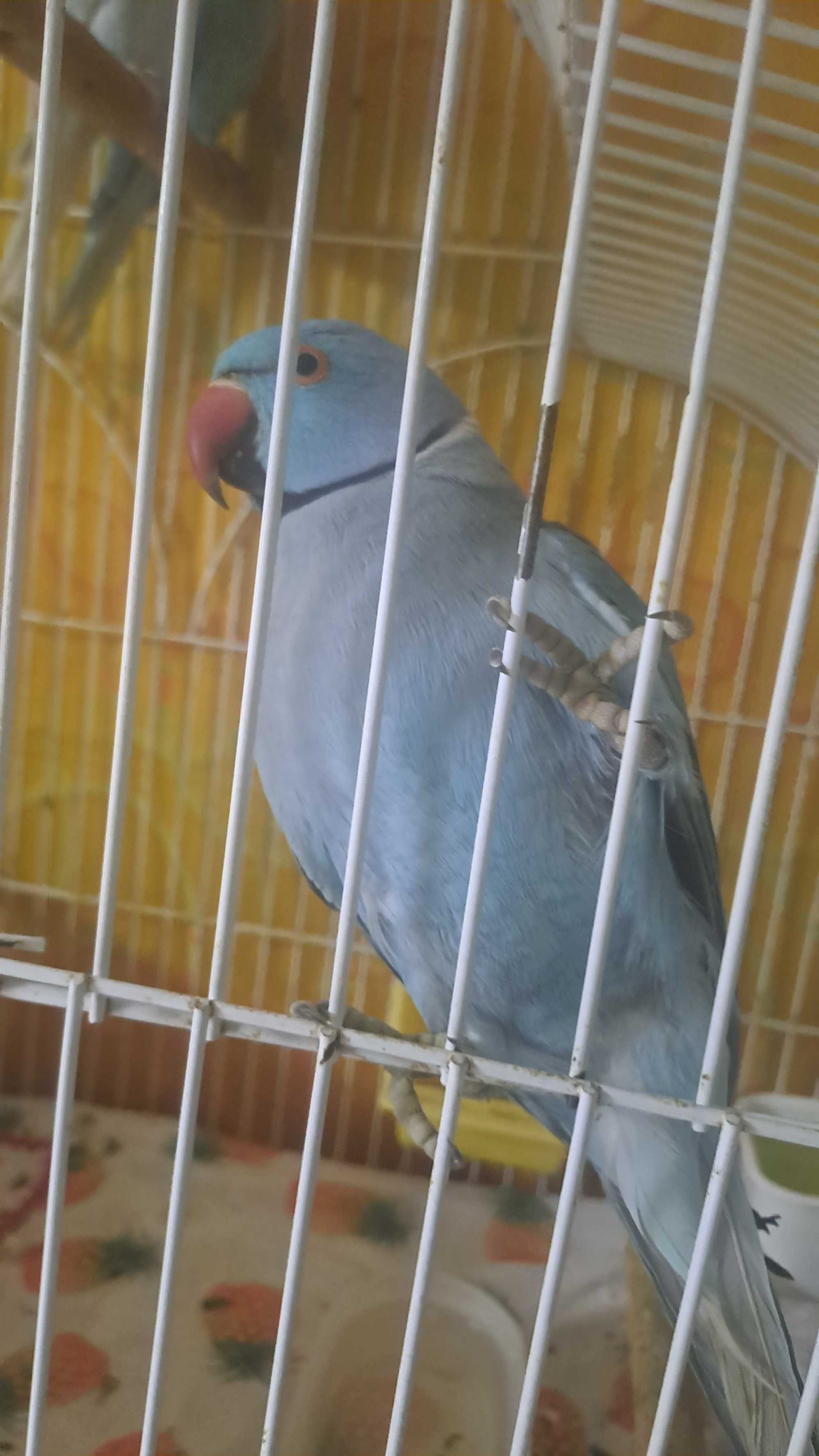Papagaio | Ring necks bebés | azul e azul-turquesa
