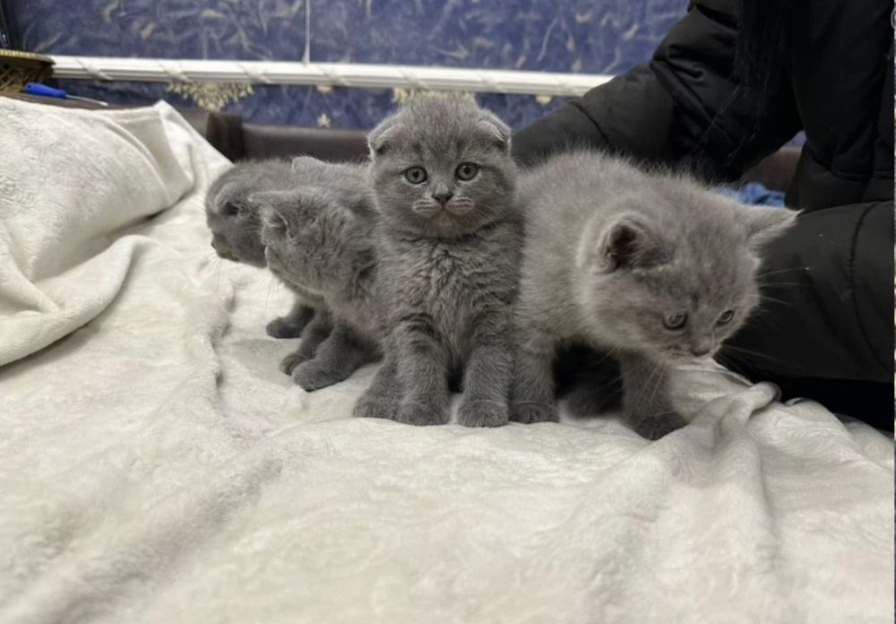 Шотландський фолд та страйт