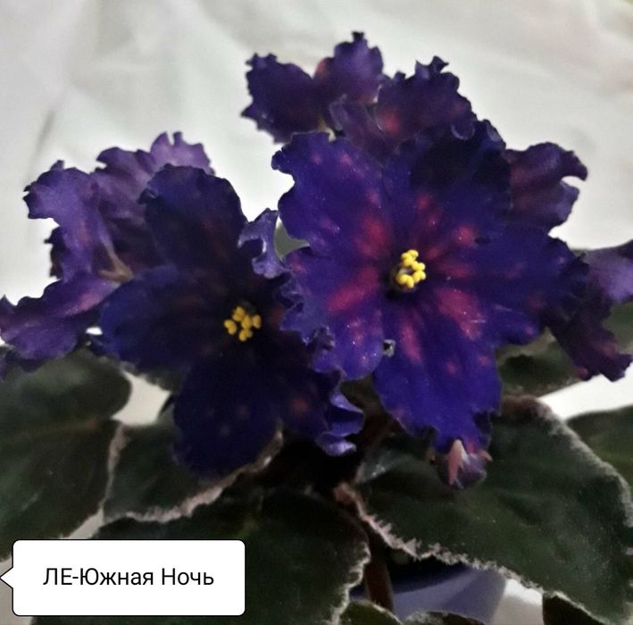 Фіалочки листочки