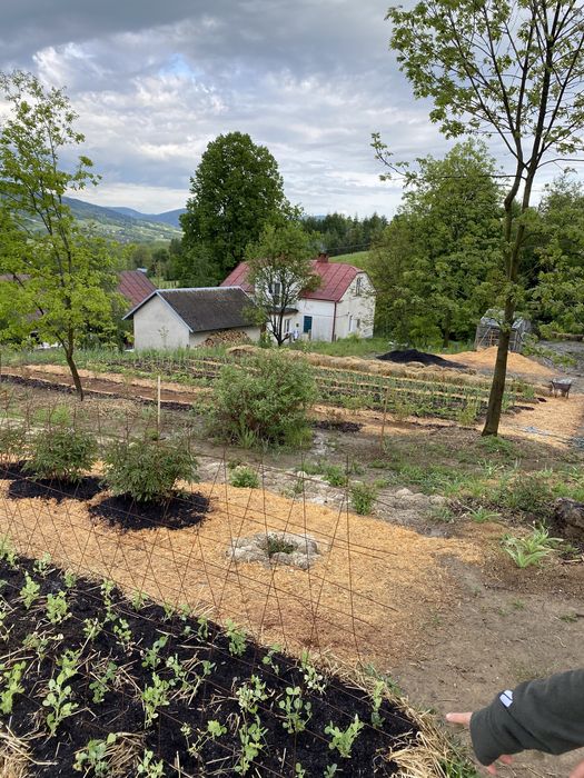 nawóz z wełna owcza do szklarni eko zamiast gnoju obornik uprawa