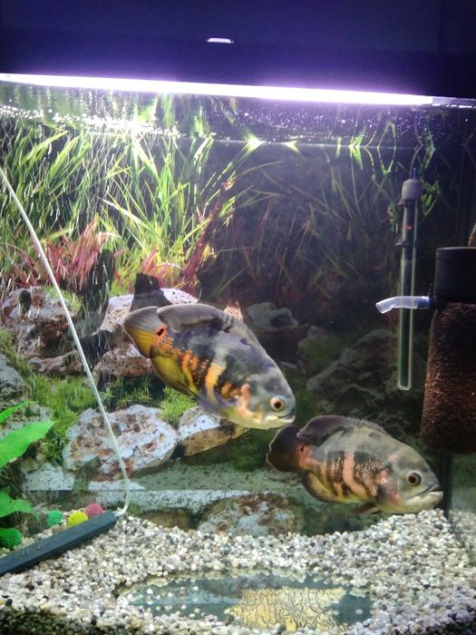 Аквариум  200 литров