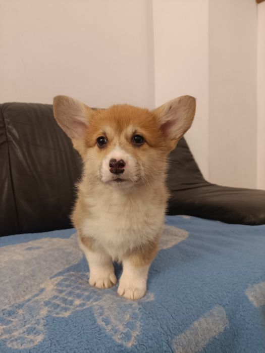 Welsh Corgi Pembroke suczka naturalny bobtail !!!