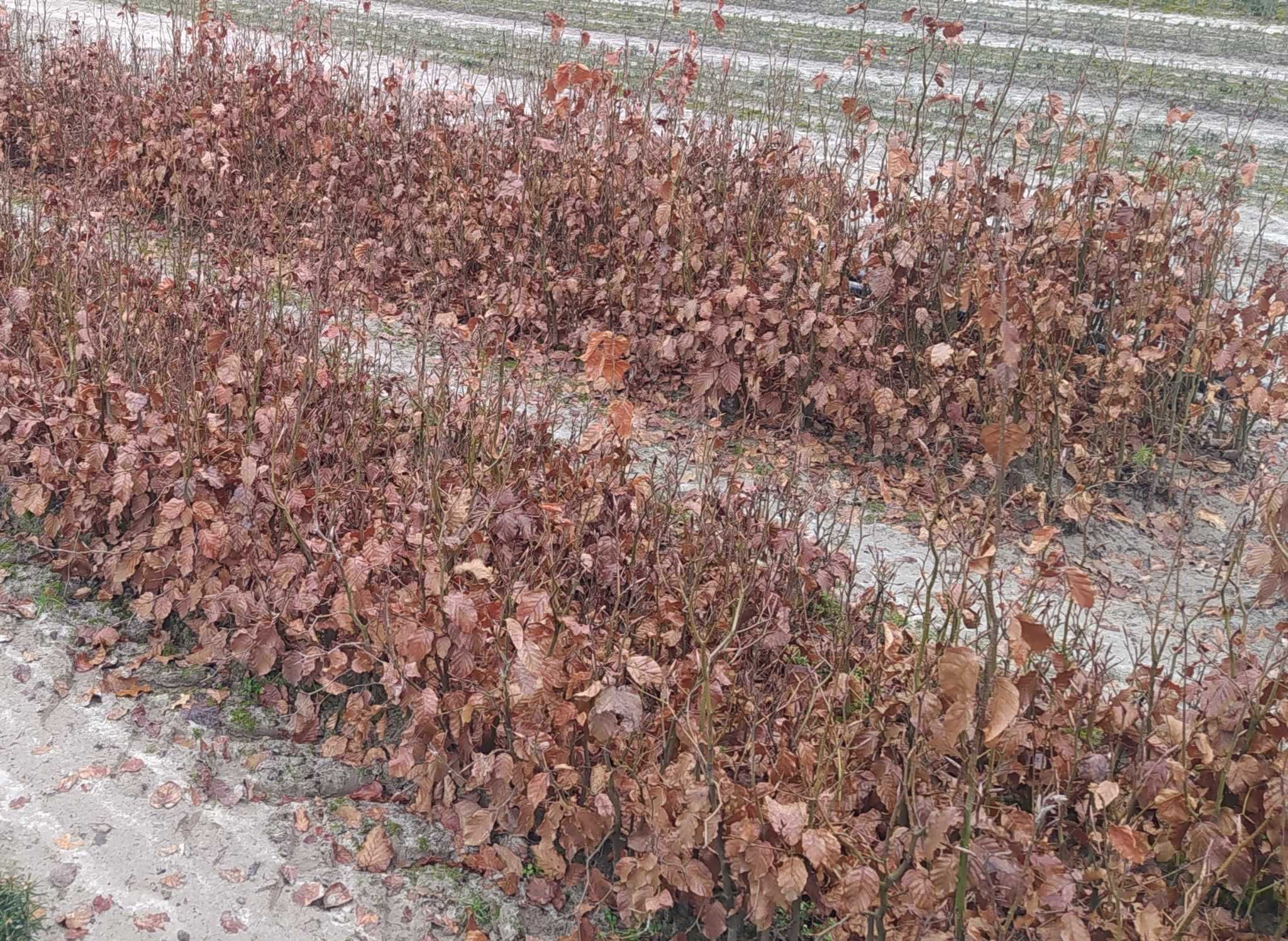 Sadzonki leśne : świerk, jodła, sosna, buk, grab, brzoza, olcha itp.