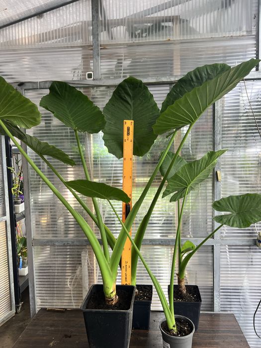 Алоказія (Alocasia odora), слонове вухо