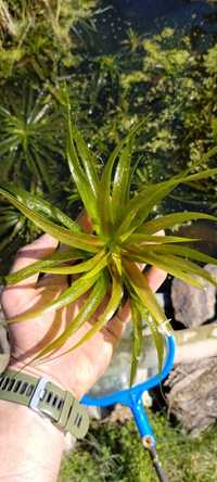 Osoka aloesowata roślina do oczka wodnego