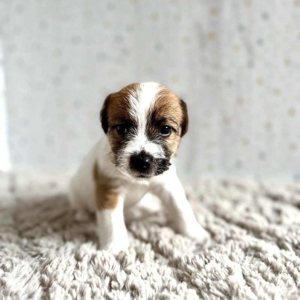 Jack Russell Terrier- biało- brązowa sunia z rodowodem ZKwP