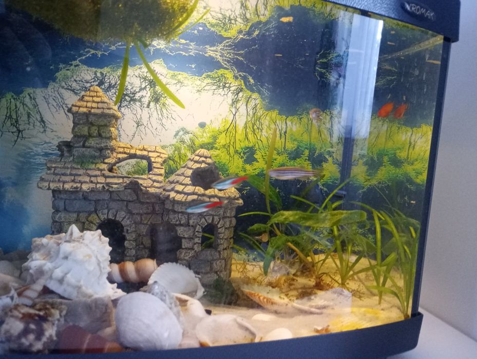 Oddam  rybki akwariowe