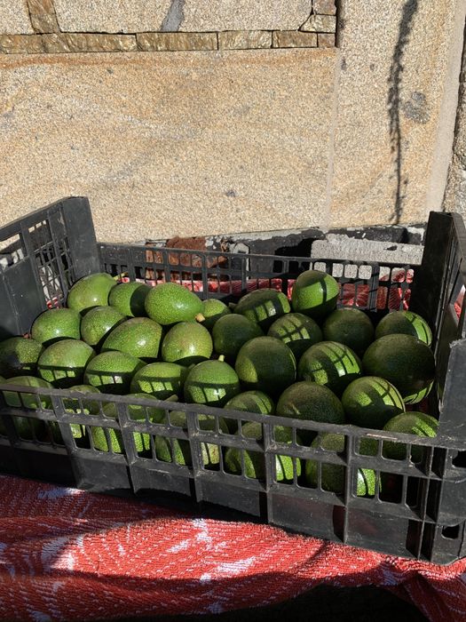 Abacates - 3€/kg