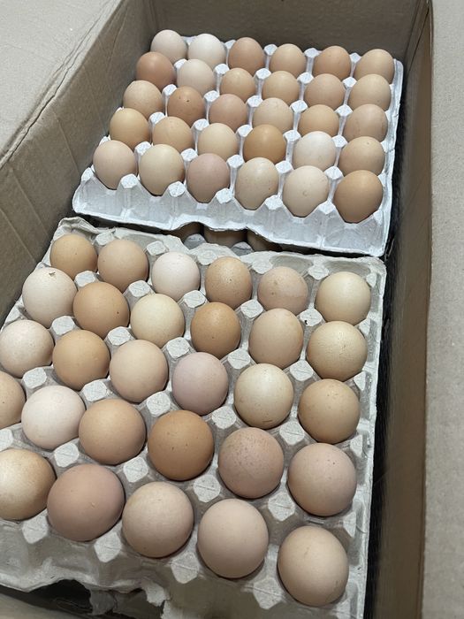 Яйцо столовое крем домашние