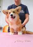 Welsh corgi pembroke FCI