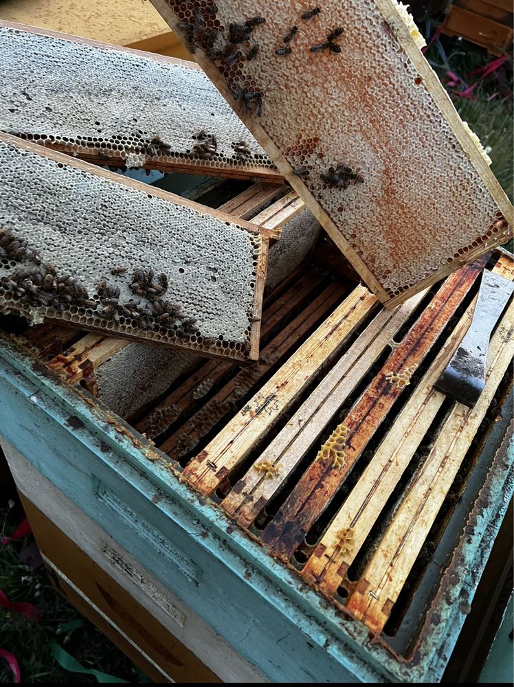 Miód pszczeli,pasieka,ule,pszczoły,matki pszczele