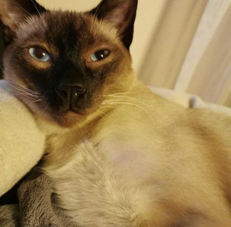 Zaginął Kot rasy tajskiej w Luboniu (Poznań), wysoka nagroda pieniężna