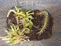 Scolopendra cingulata młode osobniki