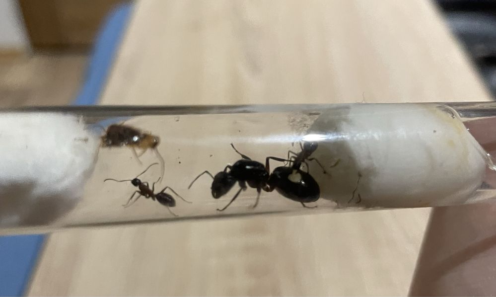 Camponotus Ligniperda