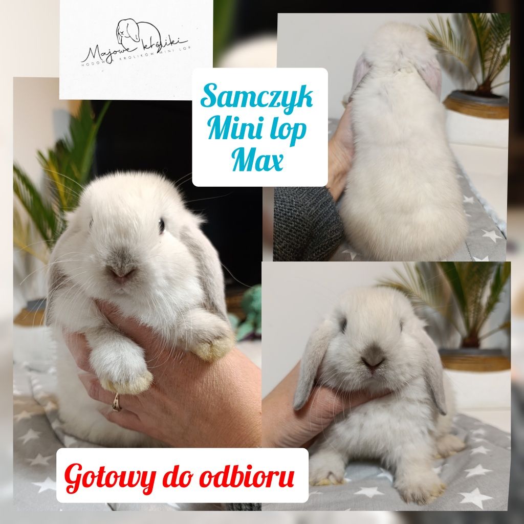 Królik króliczek mini lop hodowla zarejestrowana 910-P