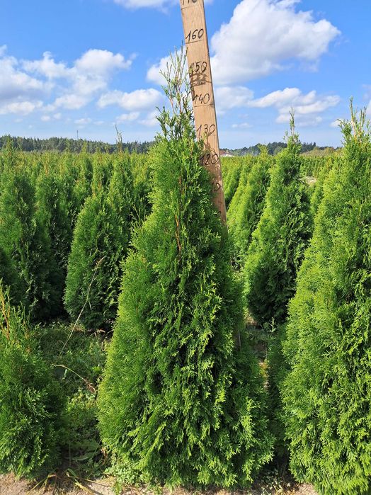 Tuja Szmaragd 140cm GAT 1, Bardzo gęste, Gwarancja przyjęcia, Doradztw