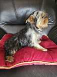 York terrier carier suczka