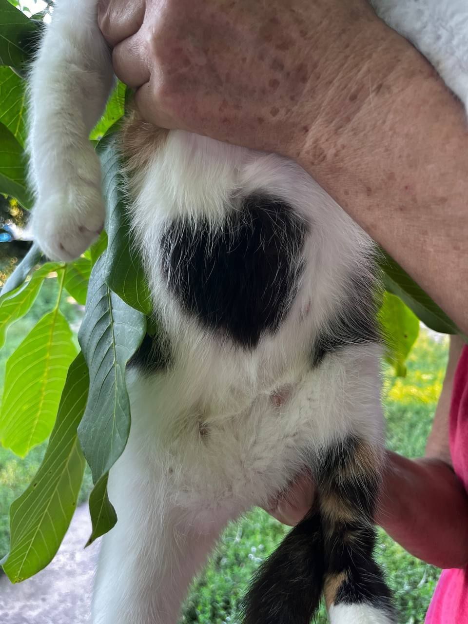 Котик,кицька,кошенята,кіт