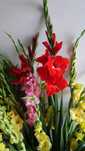Kwiaty--Gladioli