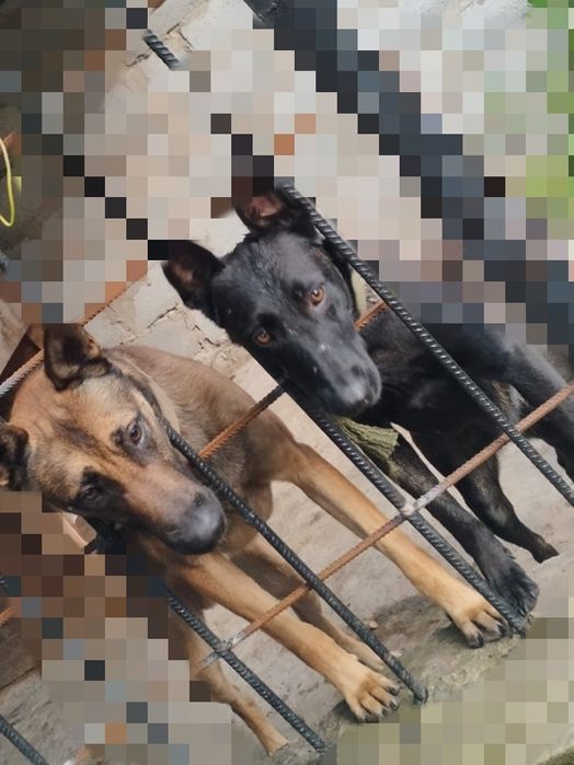 Малінуа рідкісного окрасу