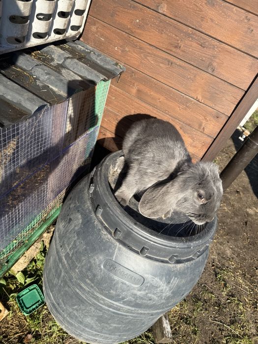 Królik Baran francuski FBN niebieski