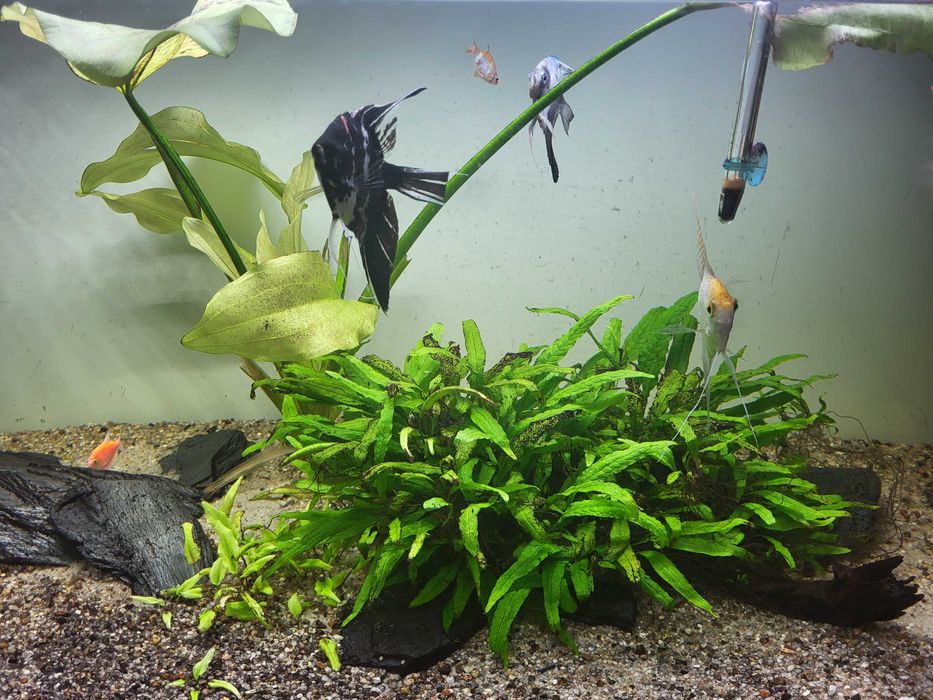 Akwarium 450l z szafką