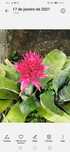 Plantas bromelias