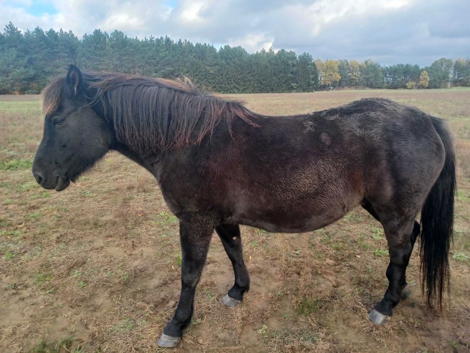 Sprzedam klacze huculskie