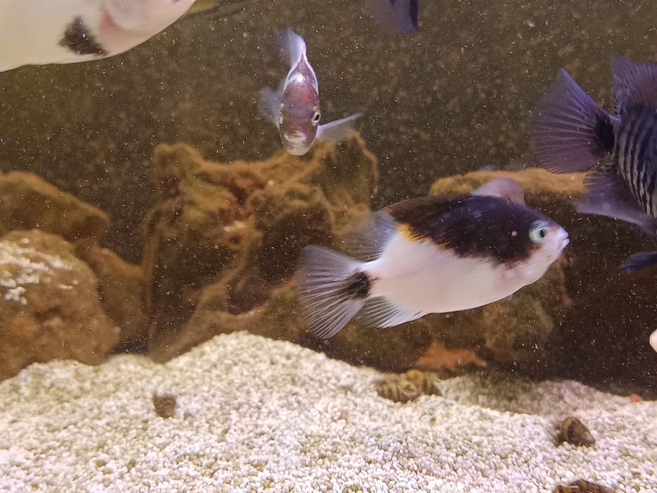 Viejas marble fenestratus