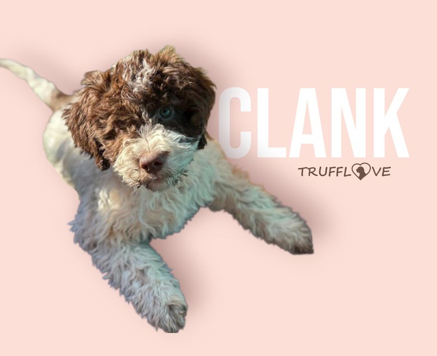 Lagotto Romagnolo FCI – biało-brązowy piesek z miotu FAIRY, Trufflove