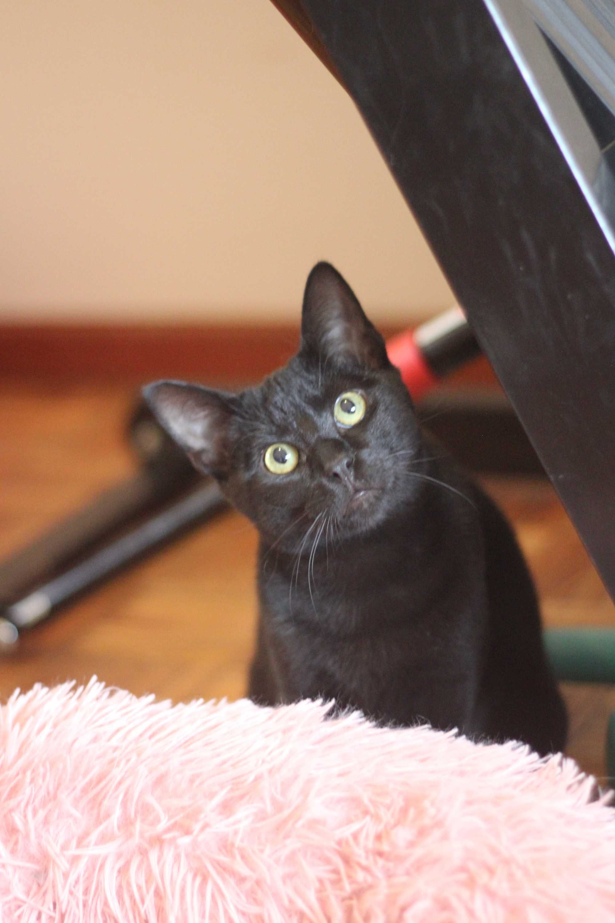 CASTRADO | Gato juvenil, com vacinas em dia, disponível para ADOÇÃO