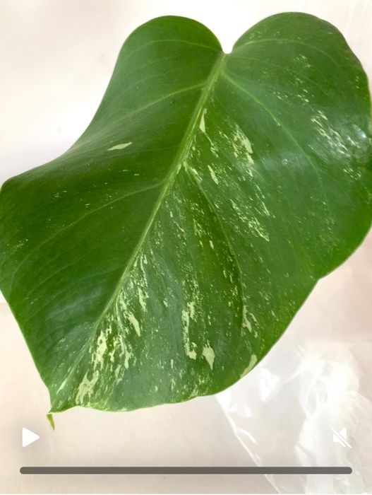 Монстера вариегатная,