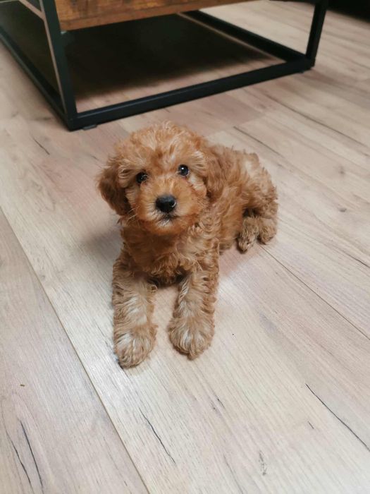 Pudel Miniatura - Bolek